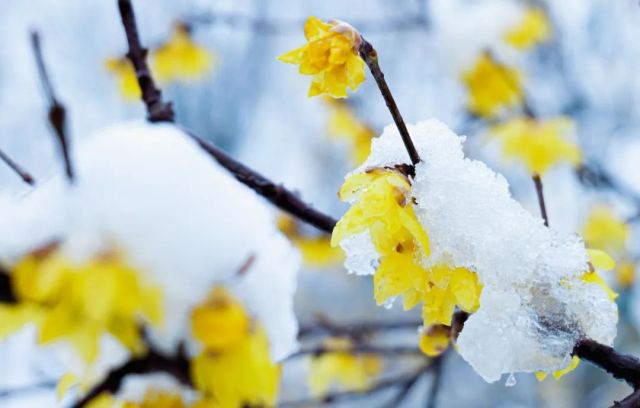 绽放在冬天里的浪漫：郑州绿博园蜡梅花开了！